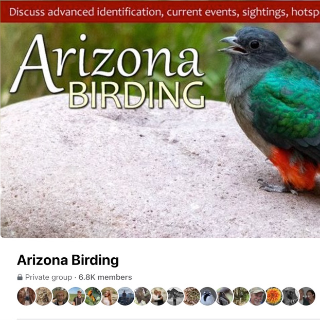 arizona birding tours feeders